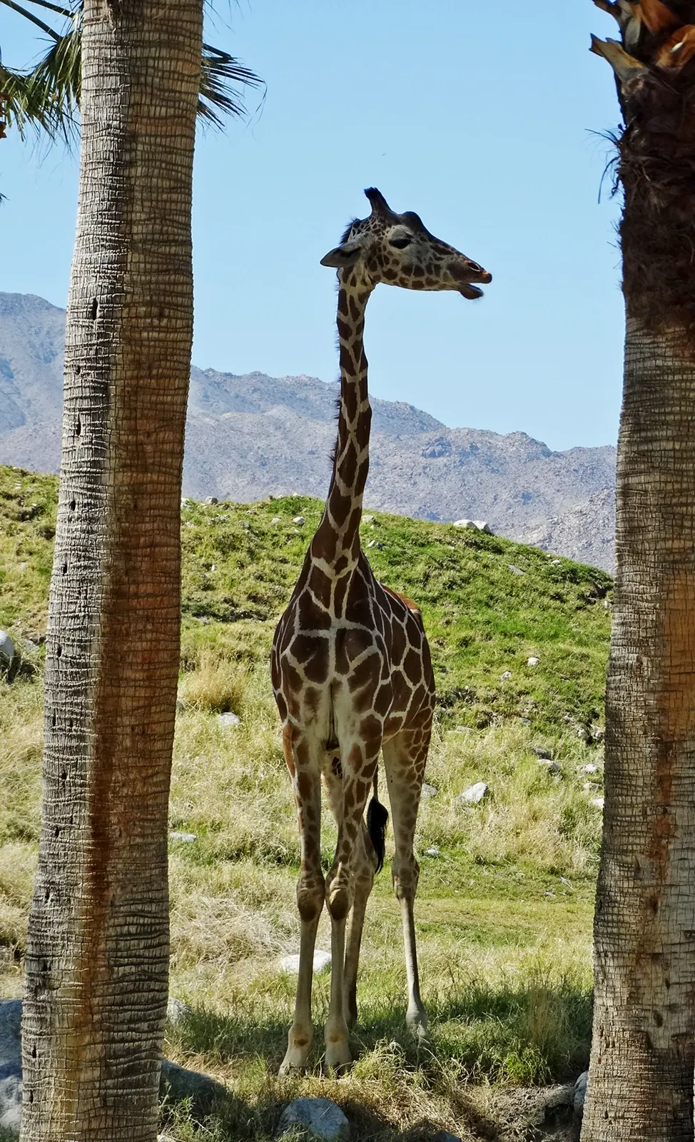 Giraffe among palms at The Living Desert