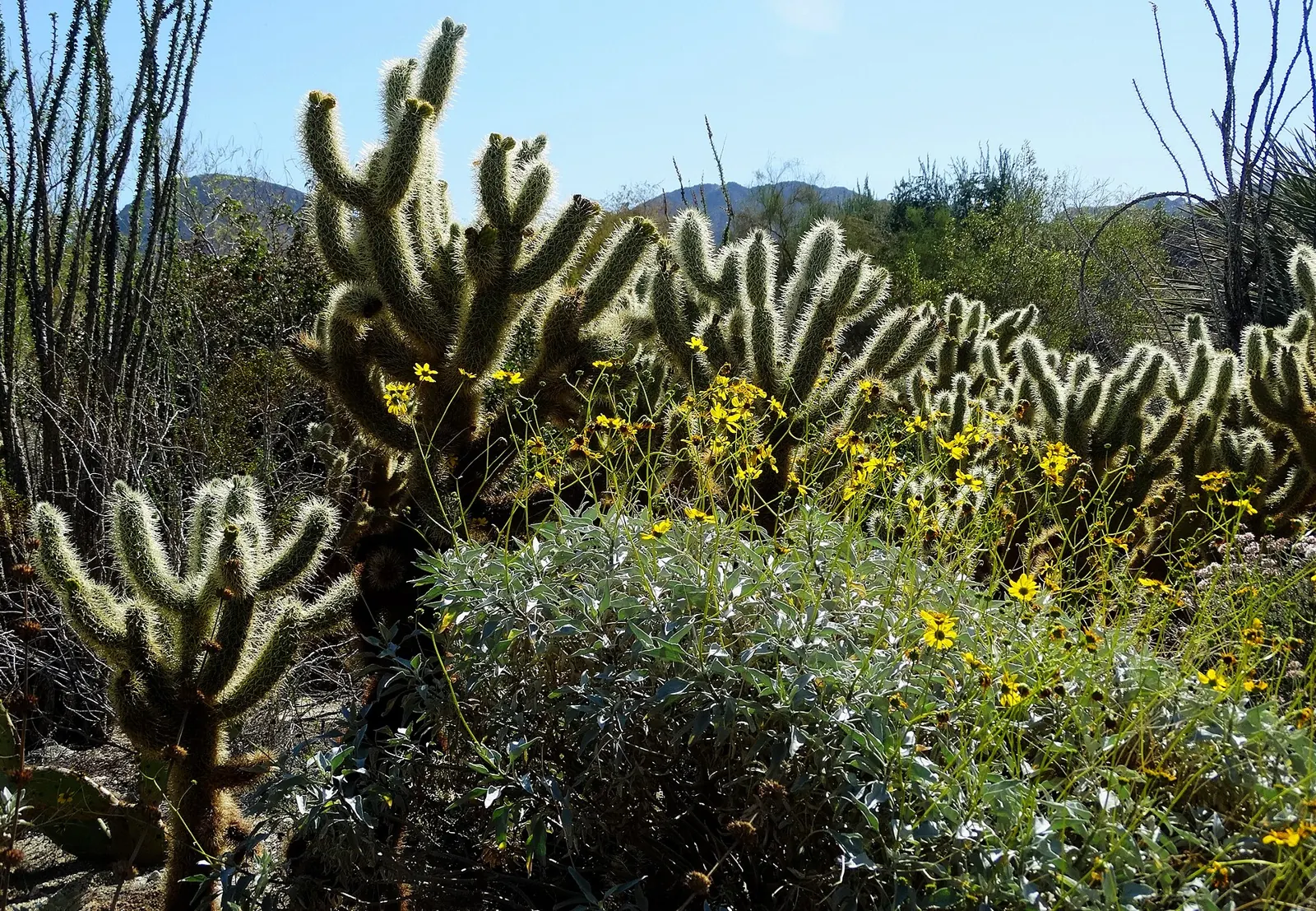 Cholla cactus and wildflowers at sunrise in Palm Desert