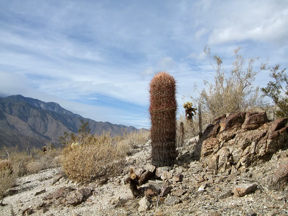 Rocky desert trail in the Indian Canyons