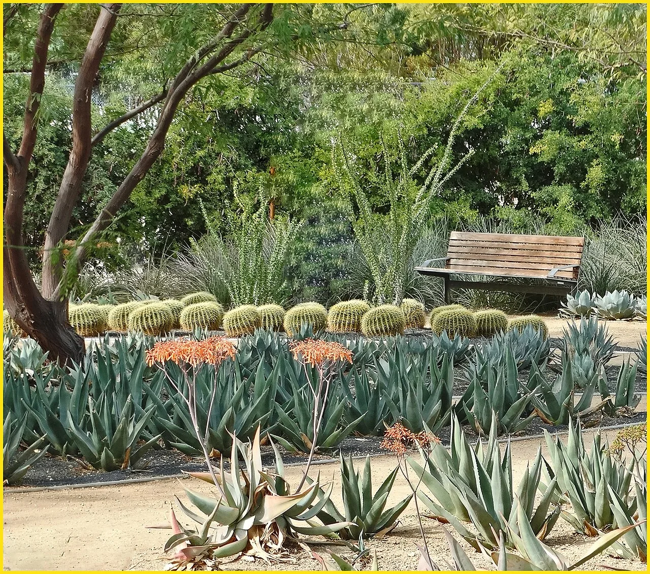Desert plantings and a garden bench at Sunnylands